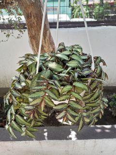 Pellionia Repens (Volcano Plants)