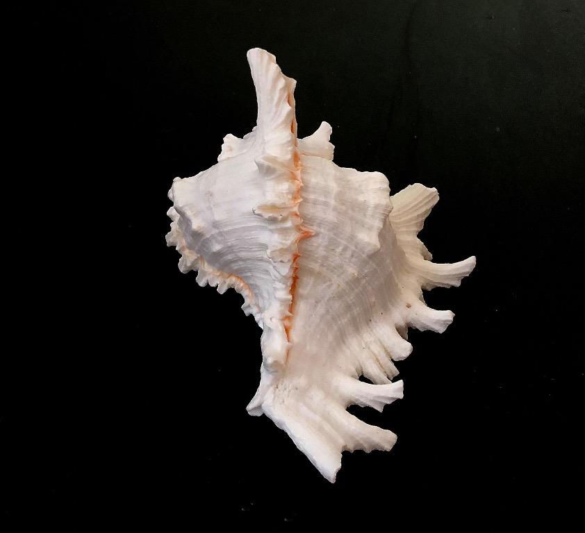 Seashell (Category: Other Home Decor) located in Singapore. Submitted by novetan (Listing ID 1145878461, Image 3). Description: Brand new murex ramosus shell. .