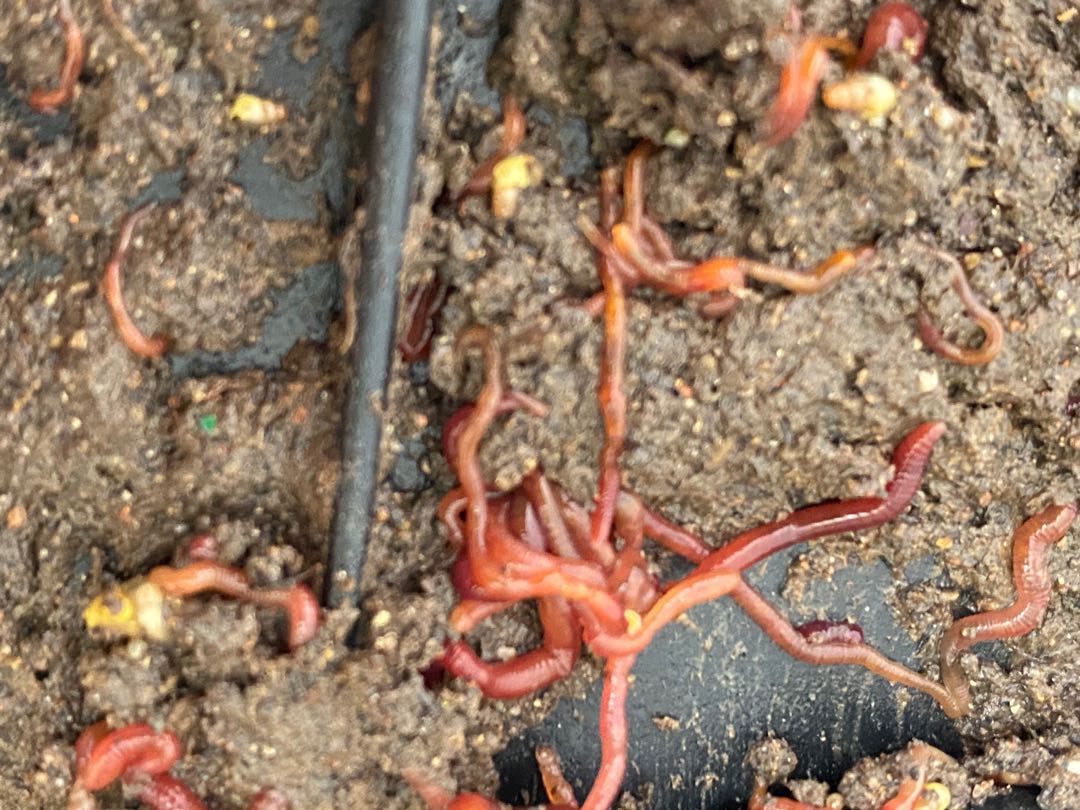 Worms, Furniture & Home Living, Gardening, Garden Soil & Fertilisers on