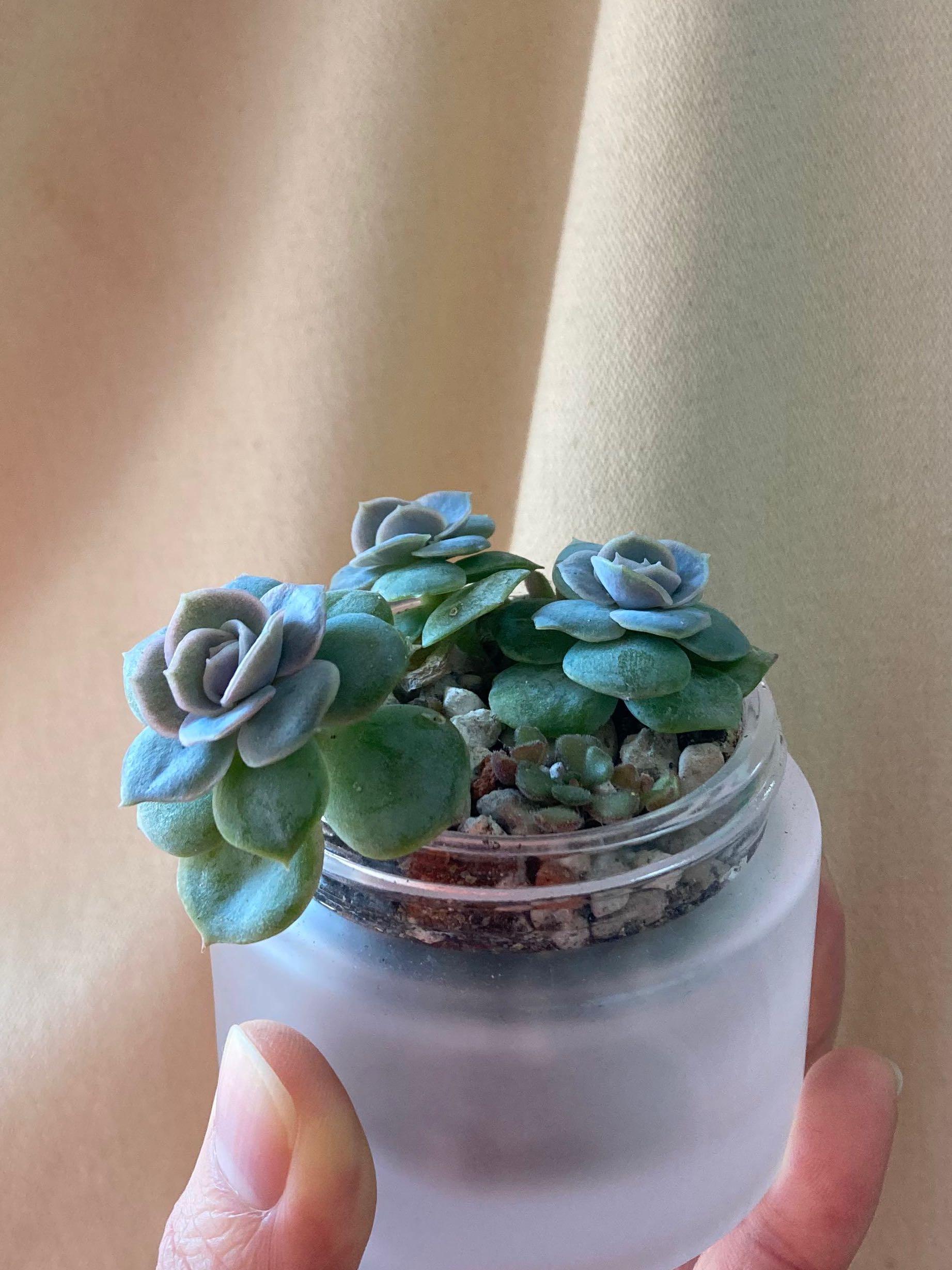 多肉植物^o^ ムラサキ　小苗