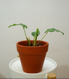 （分類：）位於 。 由 faychee 提交（商品編號 1146119599，圖片 1）。簡介： 。
