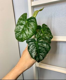 (Category: ) located in . Submitted by jungleplants (Listing ID 1146111607, Image 1). Description: .