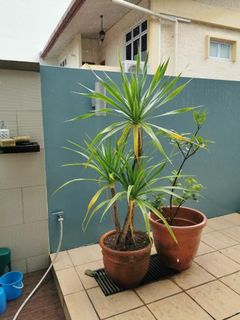 (Category: ) located in . Submitted by urban-nursery (Listing ID 1080911007, Image 1). Description: .