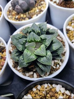 (Category: ) located in . Submitted by plantedbydan (Listing ID 1146100504, Image 1). Description: .