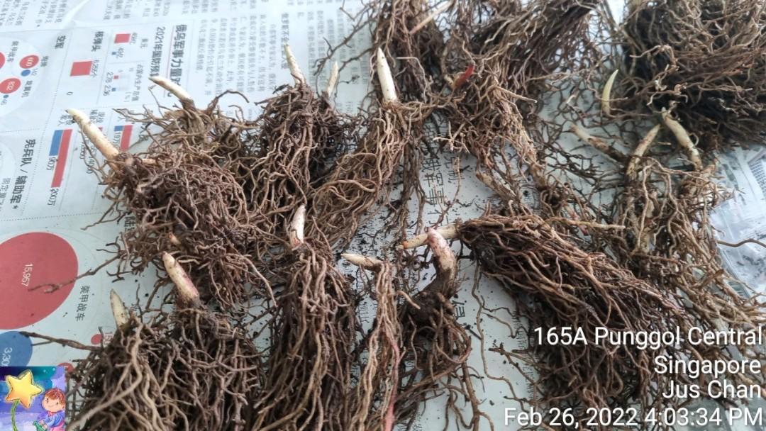 Lily of the valley pips 2023, Furniture & Home Living, Gardening