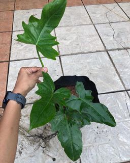 (Category: ) located in . Submitted by buatsemua (Listing ID 1146032325, Image 1). Description: .