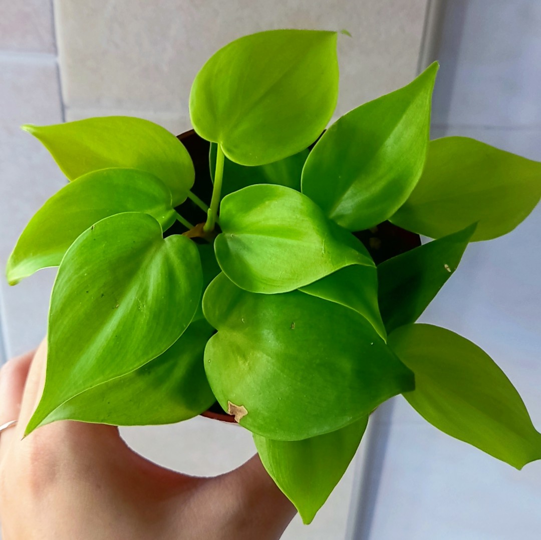 Philodendron Lemon Lime Philodendron Golden Furniture Home Living Gardening Plants Seeds On Carousell