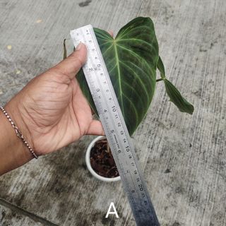 (Category: ) located in . Submitted by sprouts.and.soils (Listing ID 1146079408, Image 1). Description: .