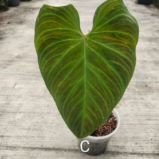 (Category: ) located in . Submitted by sprouts.and.soils (Listing ID 1146080073, Image 1). Description: .