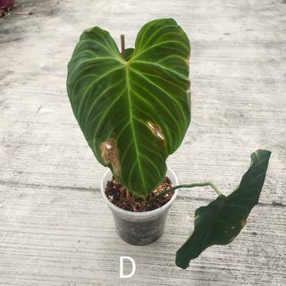 (Category: ) located in . Submitted by sprouts.and.soils (Listing ID 1146080270, Image 1). Description: .