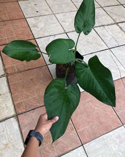 (Category: ) located in . Submitted by buatsemua (Listing ID 1146032963, Image 1). Description: .