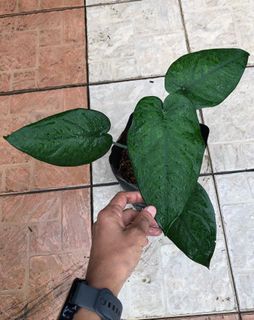 (Category: ) located in . Submitted by buatsemua (Listing ID 1146033247, Image 1). Description: .