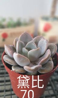 由 lefen (刊登 ID 1146171646，圖片 1) 提交，位於 的 (類別：)，說明：。