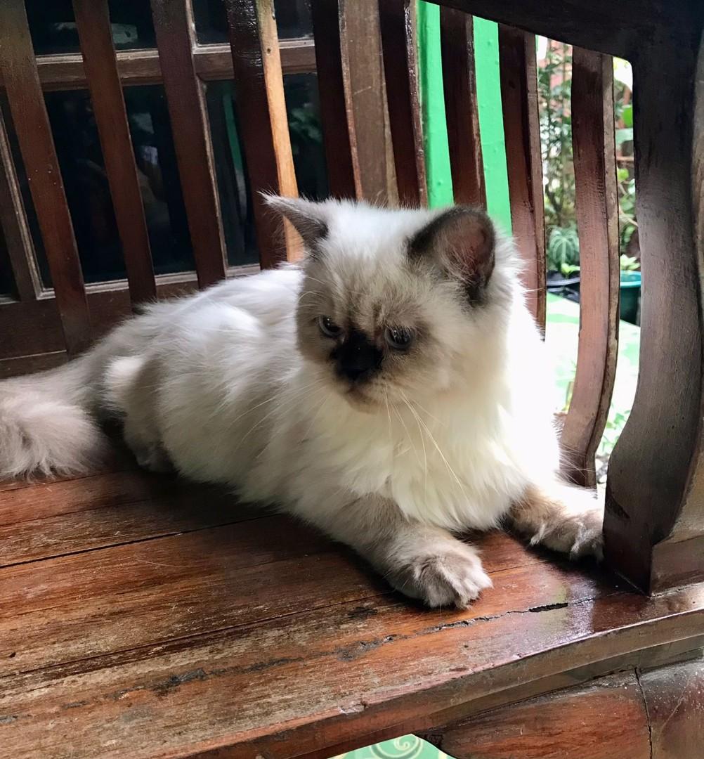 Adopsi anak Kucing Himalaya Perlengkapan Hewan Makanan Hewan di Carousell Adopsi anak Kucing Himalaya Perlengkapan Hewan Makanan Hewan di Carousell
