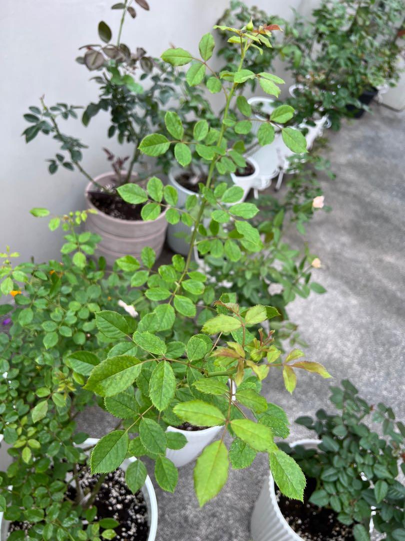 [David Austin, health] Jubilee Celebration ID rose [FREE fertilizer