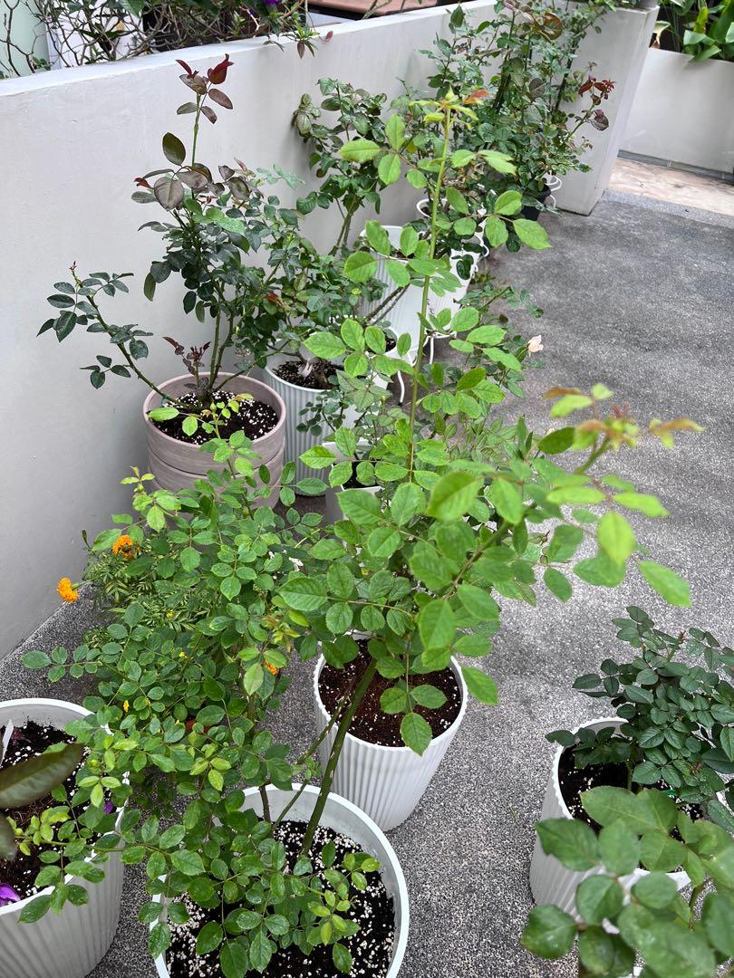 [David Austin, health] Jubilee Celebration ID rose [FREE fertilizer