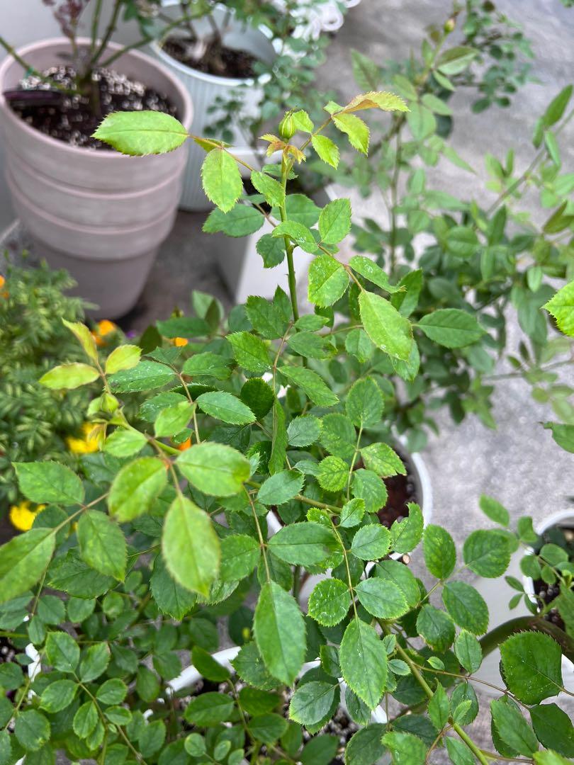 [David Austin, health] Jubilee Celebration ID rose [FREE fertilizer