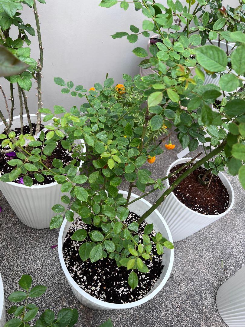 [David Austin, health] Jubilee Celebration ID rose [FREE fertilizer