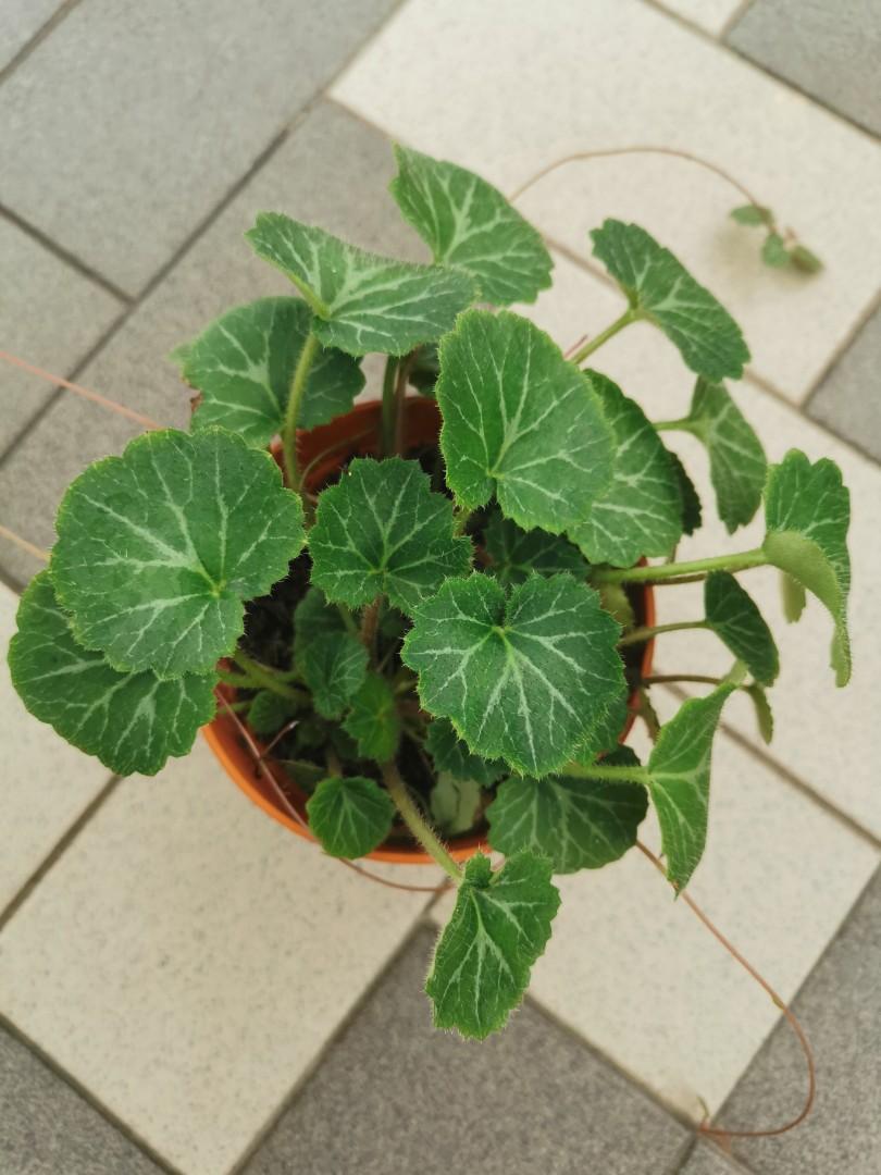 Shade Loving Edible Yuki No Shita A K A Strawberry Begonia L A At Home Los Angeles Times