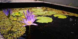 (Category: ) located in . Submitted by sippananda (Listing ID 1146181475, Image 1). Description: .