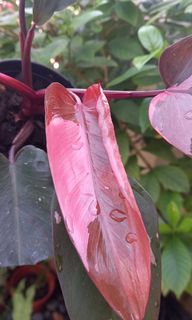 (Category: ) located in . Submitted by littlegreencorner (Listing ID 1146252356, Image 1). Description: .