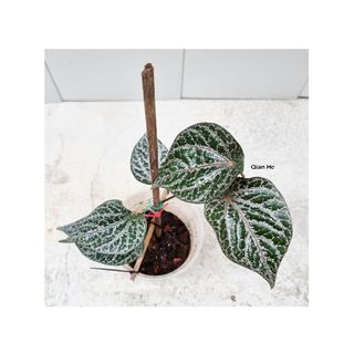 (Category: ) located in . Submitted by qhlandscape (Listing ID 1146302916, Image 1). Description: .