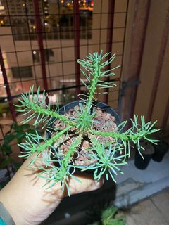 （分類：）位於 。 由 plantnect 提交（商品編號 1141479546，圖片 1）。簡介： 。