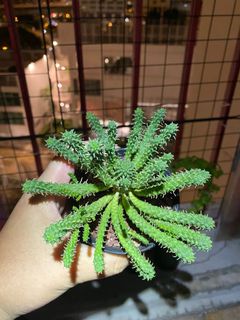 （分類：）位於 。 由 plantnect 提交（商品編號 1141479751，圖片 1）。簡介： 。