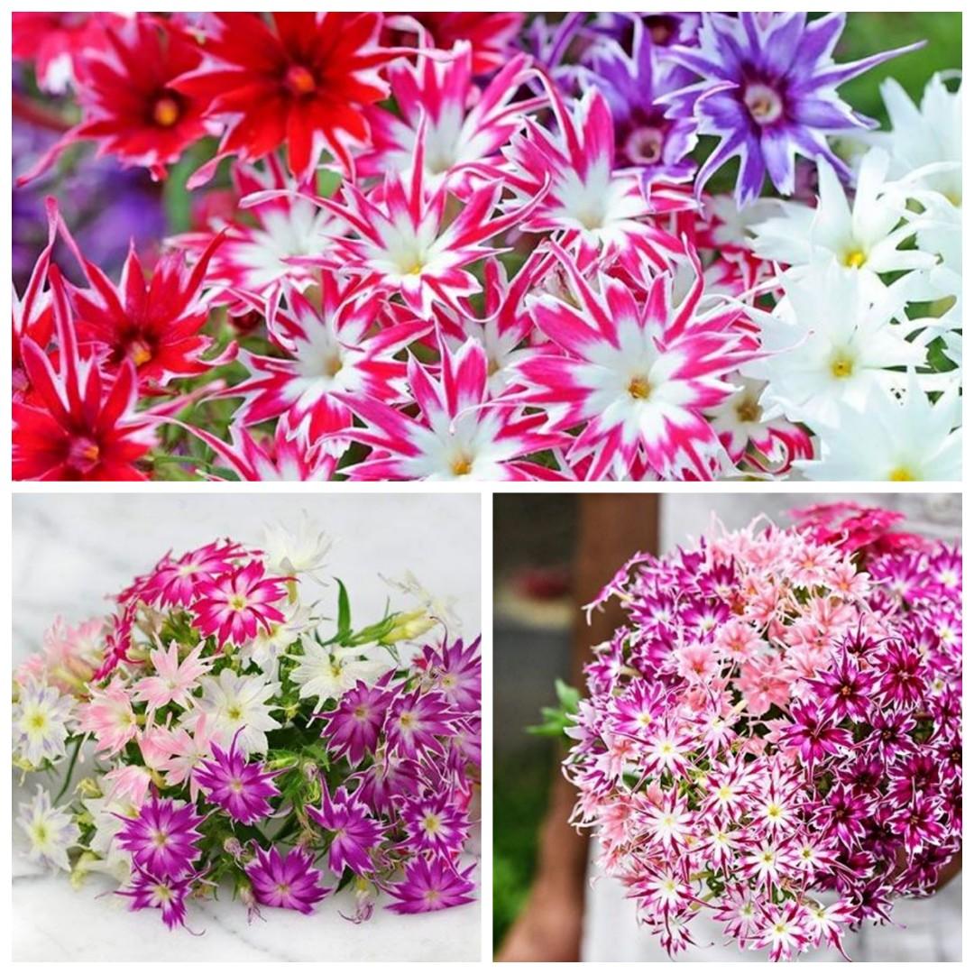 種子 矮生星型福祿考混色5粒phlox Drummondii Star Mix 5 Seeds 傢俬 家居 園藝 園藝工具和裝飾品 Carousell
