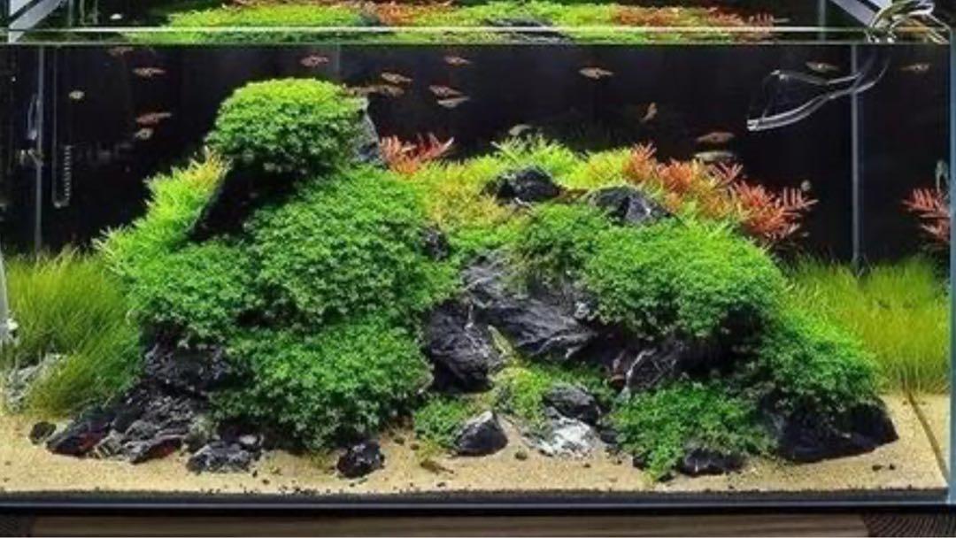 水草魚缸co2 設備全套裝備空氣瓶樽連器具 480 興趣及遊戲 玩具 遊戲類 Carousell