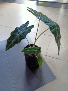 (Category: ) located in . Submitted by nurdanish (Listing ID 1141365662, Image 1). Description: .