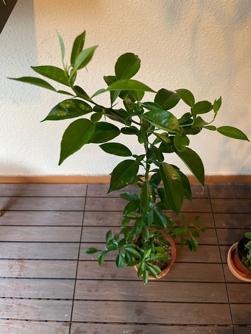 japanese-yuzu-plant-citrus-junos-furniture-home-living-gardening