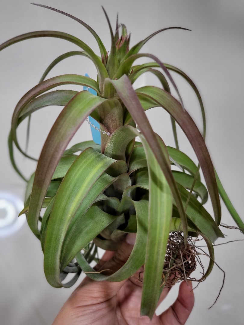 tillandsia_air_plant_variegate
