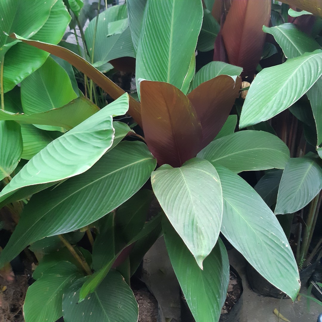 Wheat calathea / red tobacco, Furniture & Home Living, Gardening, Plants &  Seeds on Carousell