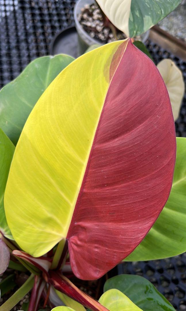 Planterboys - Philodendron Yellow Flame Variegata / Red Moon Variegata  #aroidaddicts #philodendronredmoonvariegata  #philodendronyellowflamevariegated