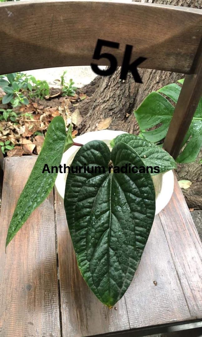 plant collection, Furniture & Home Living, Gardening, Plants & Seeds on