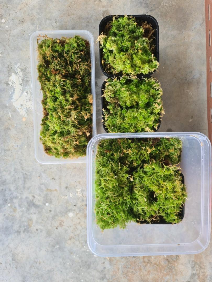  6OZ Sphagnum Moss For Reptiles, 8QT Premium Dried