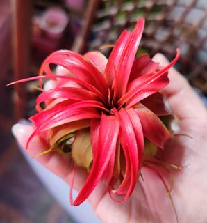 (Category: ) located in . Submitted by airforest.sg (Listing ID 1141757595, Image 1). Description: .