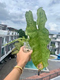 CNY SALE!!! Philodendron Paraiso Verde