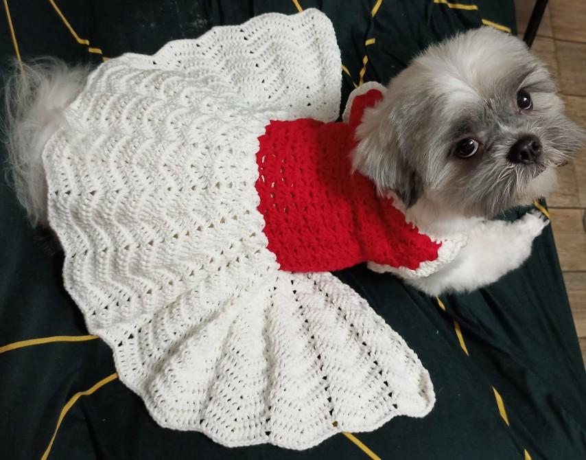 dog crochet dress DOG DRESS Crochet Pattern (skill level advanced)