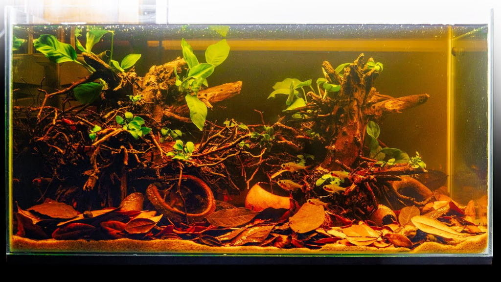 Blackwater betta hot sale tank