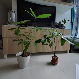 （分類：）位於 。 由 lapthu82 提交（商品編號 1141233358，圖片 1）。簡介： 。