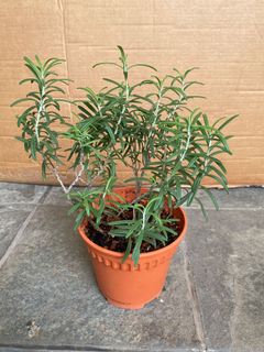 (Category: ) located in . Submitted by gardenertang (Listing ID 1141785808, Image 1). Description: .