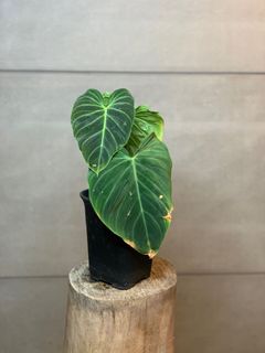 （分類：）位於 。 由 lostinaroid 提交（商品編號 1141836810，圖片 1）。簡介： 。