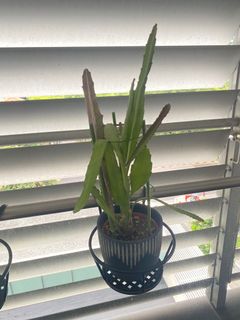 (Category: ) located in . Submitted by lunasmum (Listing ID 1141740727, Image 1). Description: .