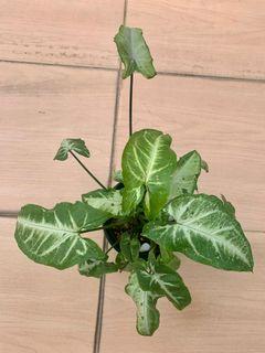 CNY SALE *Syngonium Freckles (lush with babies)