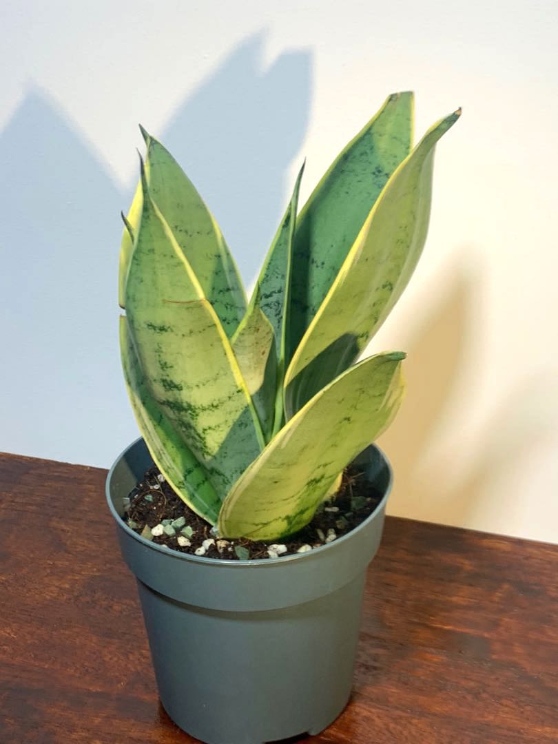 Sansevieria Trifasciata Silver Queen Snake Plant, Furniture & Home