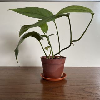 (Category: ) located in . Submitted by howsitgrowing (Listing ID 1120044121, Image 1). Description: .