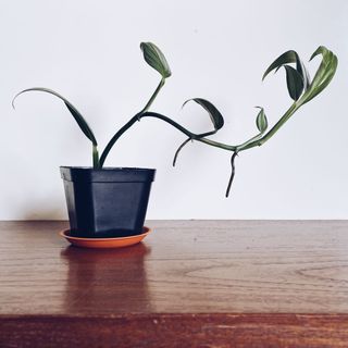 (Category: ) located in . Submitted by howsitgrowing (Listing ID 1142065121, Image 1). Description: .