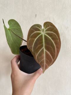 (Category: ) located in . Submitted by orchidspeciesplus (Listing ID 1141950610, Image 1). Description: .